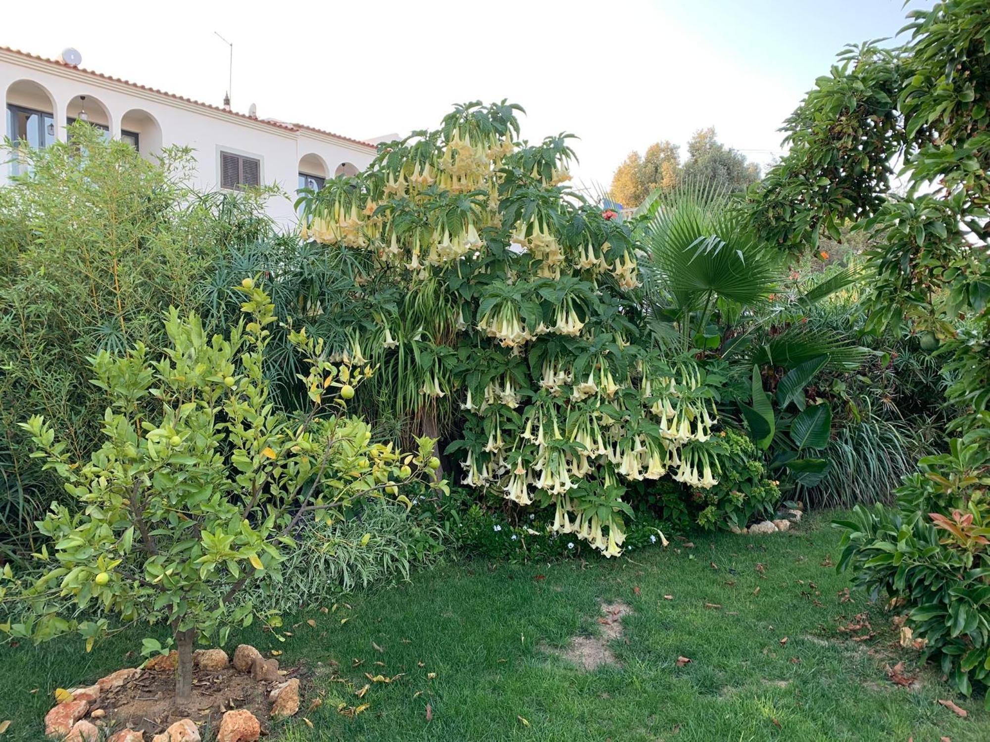A Tranquil Garden Apartment, Carvoeiro - Benagil Dış mekan fotoğraf