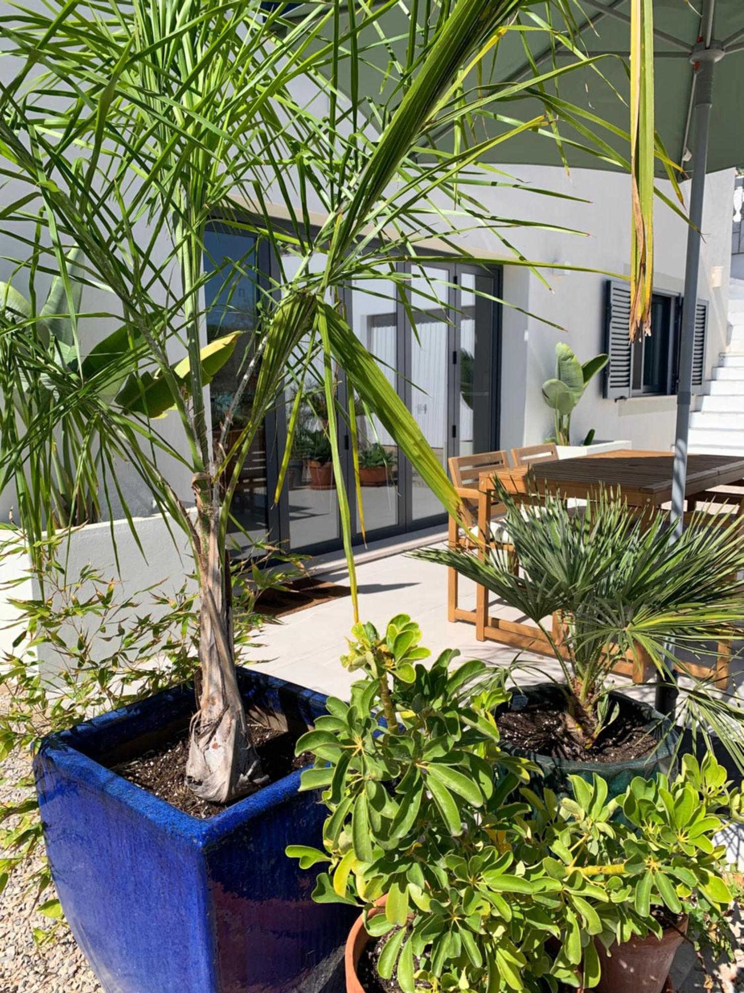 A Tranquil Garden Apartment, Carvoeiro - Benagil Dış mekan fotoğraf